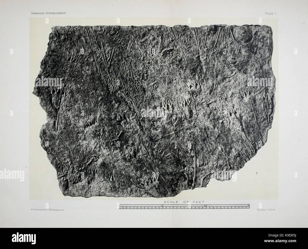 Sur le genre des crinoïdes Scyphocrinus et sa racine bulbeuse (Camarocrinus je plaque) (7949329054) Banque D'Images