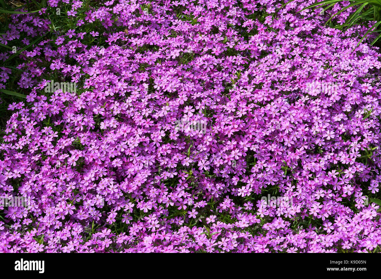 Jardin botanique, les belles fleurs en fleurs et de ravir au printemps Banque D'Images