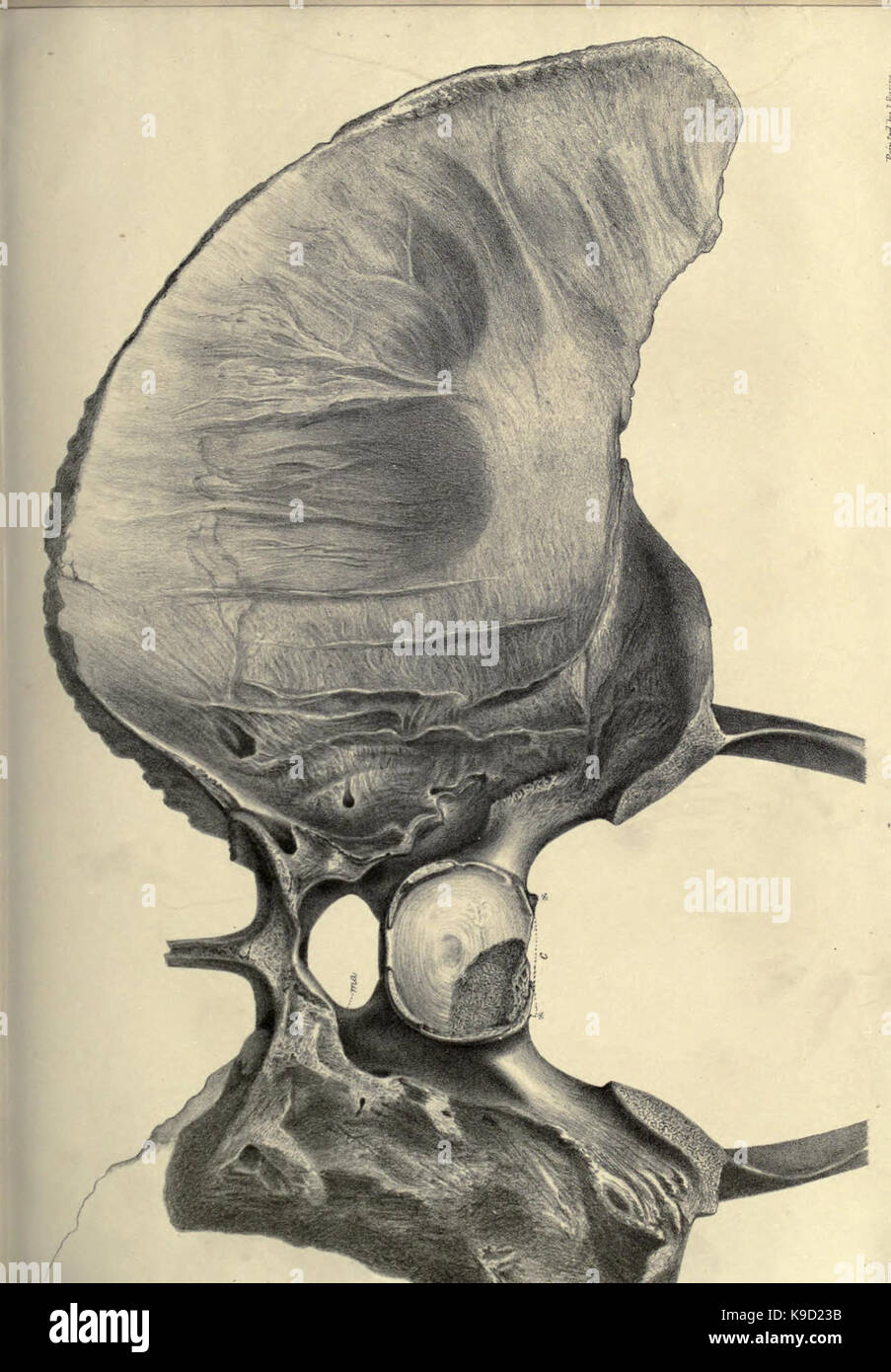 Mémoire sur le megatherium, ou paresseux marcheur géant d'Amérique BHL31747829 Banque D'Images