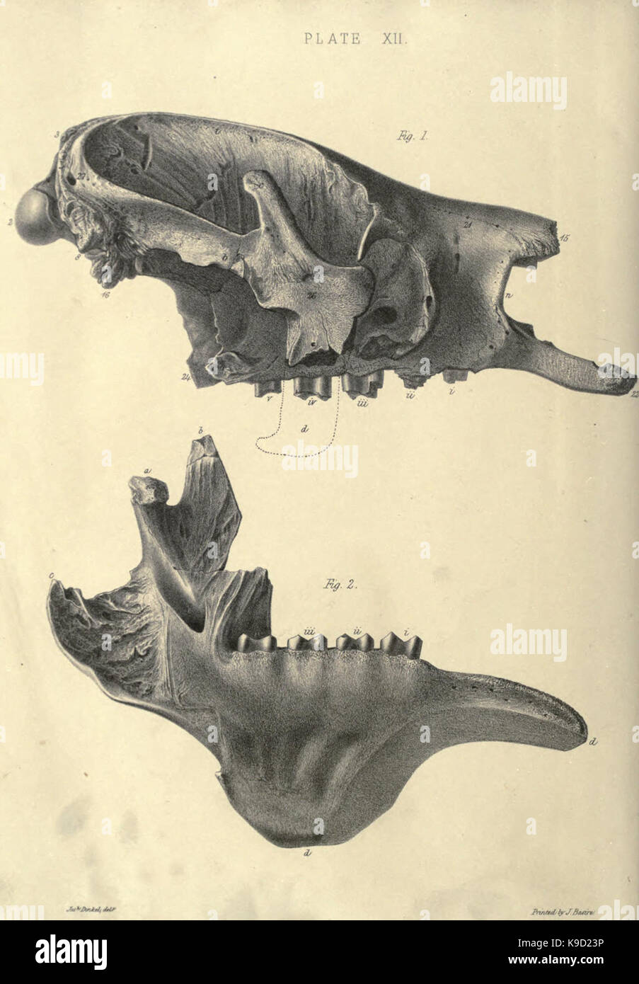Mémoire sur le megatherium, ou paresseux marcheur géant d'Amérique BHL31747848 Banque D'Images