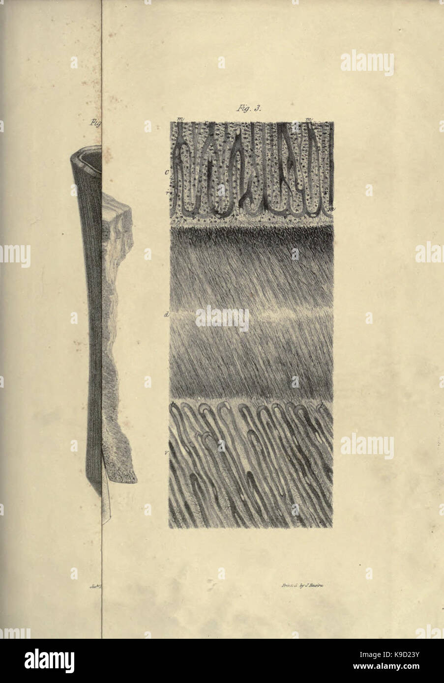 Mémoire sur le megatherium, ou paresseux marcheur géant d'Amérique BHL31747863 Banque D'Images