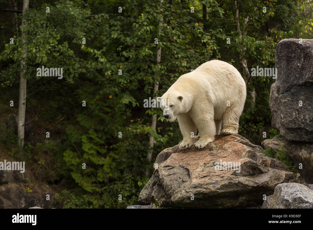 Un ours polaire (Ursus maritimus) est vu au Zoo sauvage de St Félicien,  Québec. vendredi 25 août, 2017 Photo Stock - Alamy