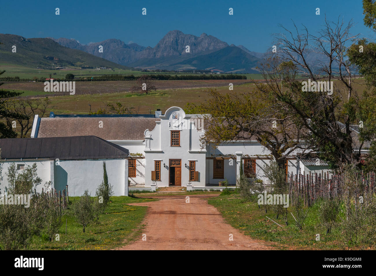 Orothamnus zeyheri Scali, Winery, Afrique du Sud Banque D'Images