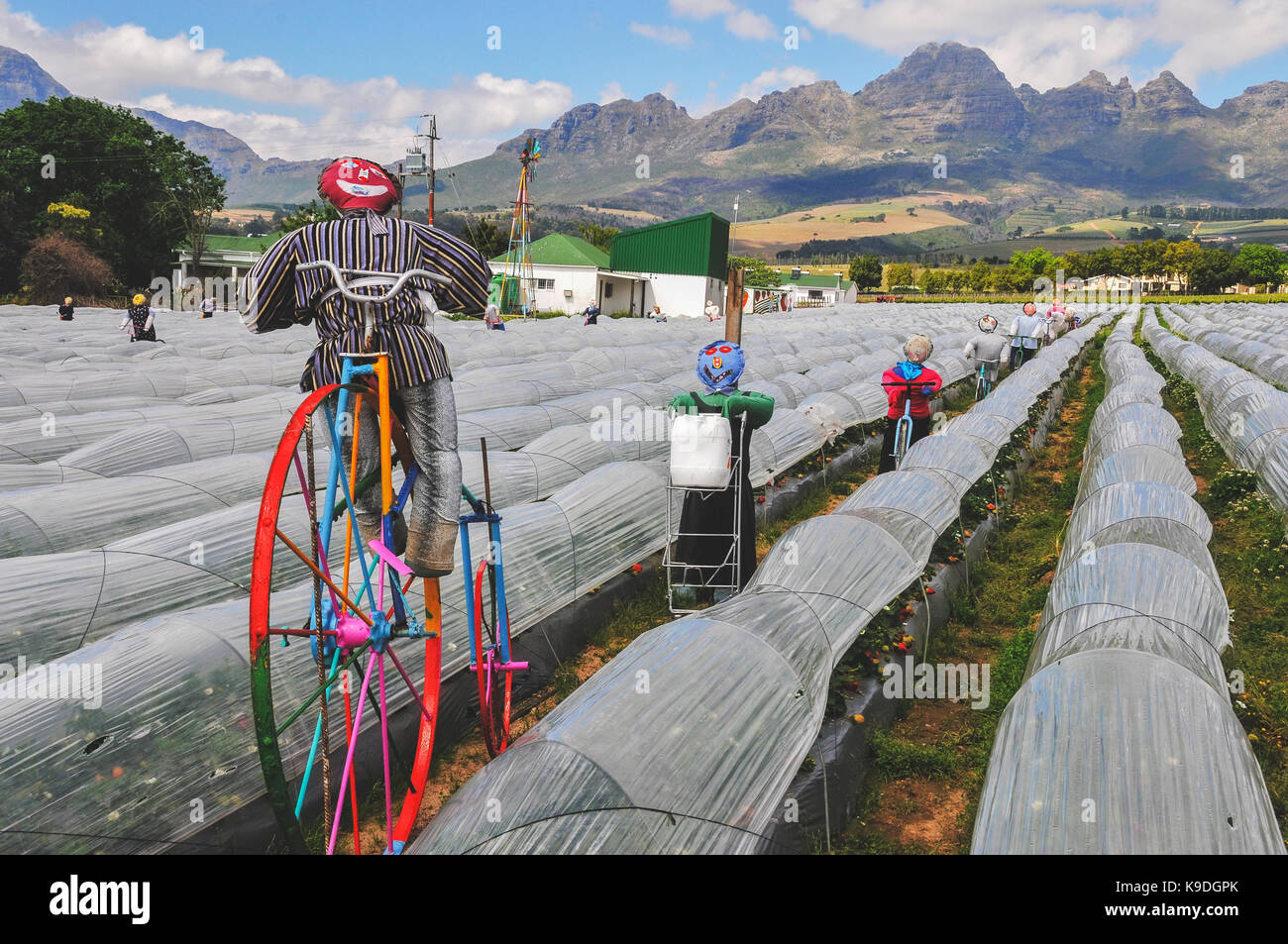 Mooiberge plantation de fraises près de Stellenbosch, Afrique du Sud Banque D'Images
