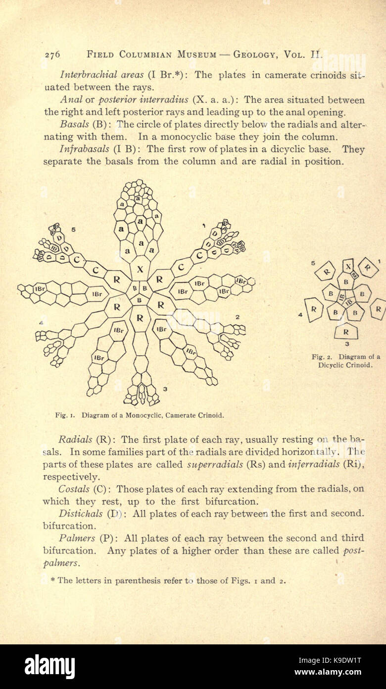 Nouveau crinoïdes de la région de Chicago (page 276) BHL2821851 Banque D'Images