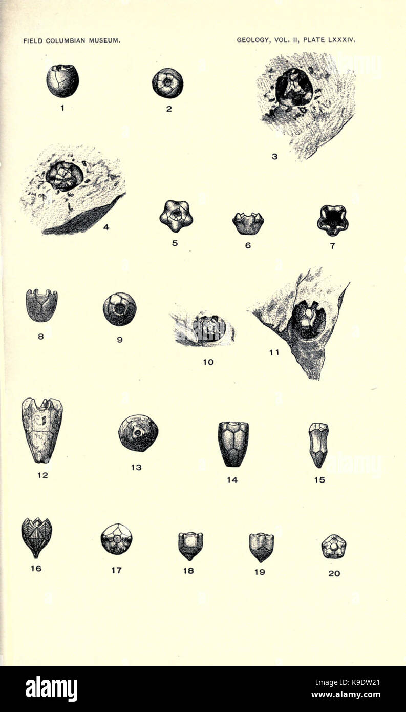 Nouveau crinoïdes de la région de Chicago (page 313) BHL2821889 Banque D'Images