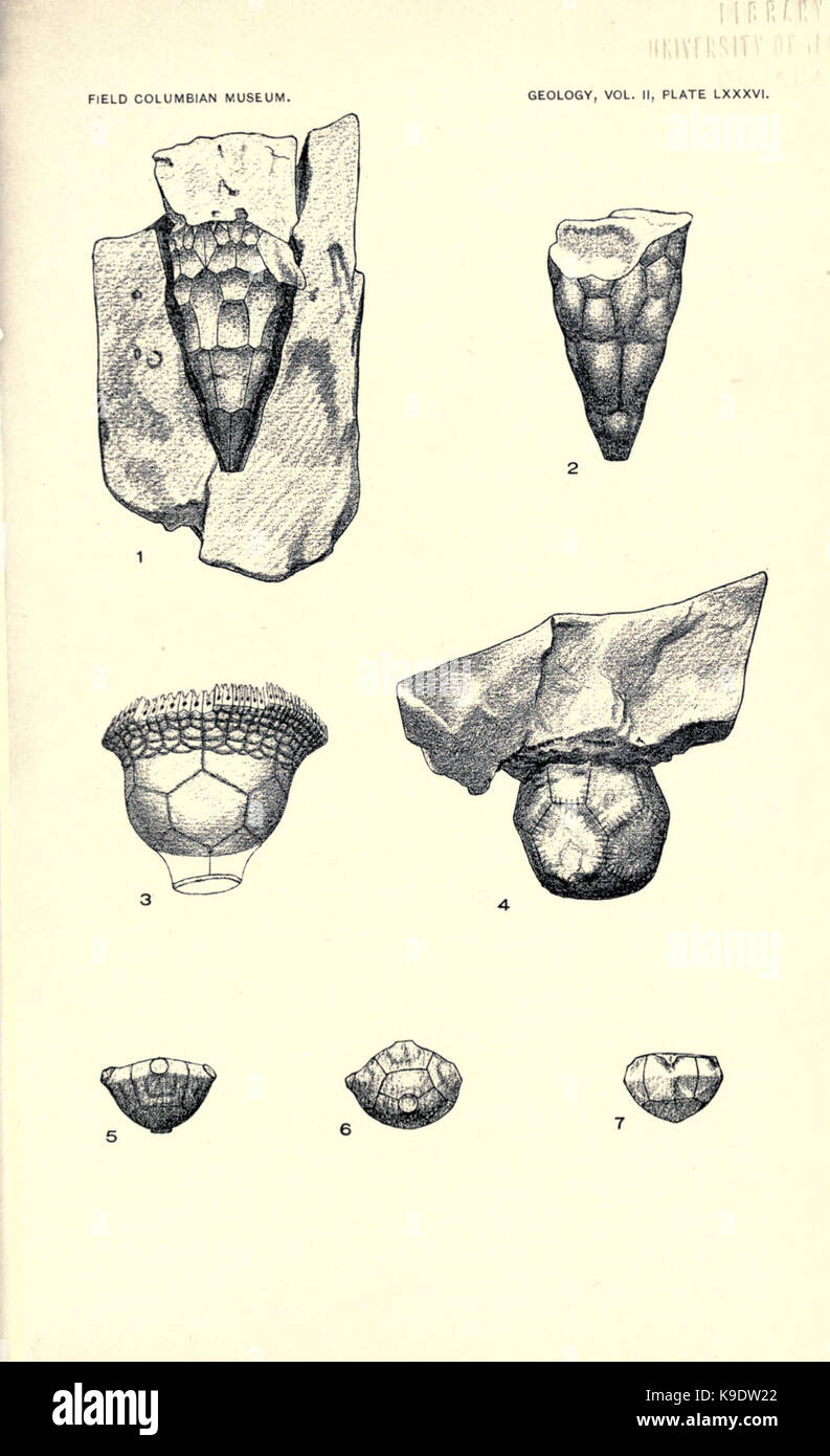 Nouveau crinoïdes de la région de Chicago (page 321) BHL2821897 Banque D'Images