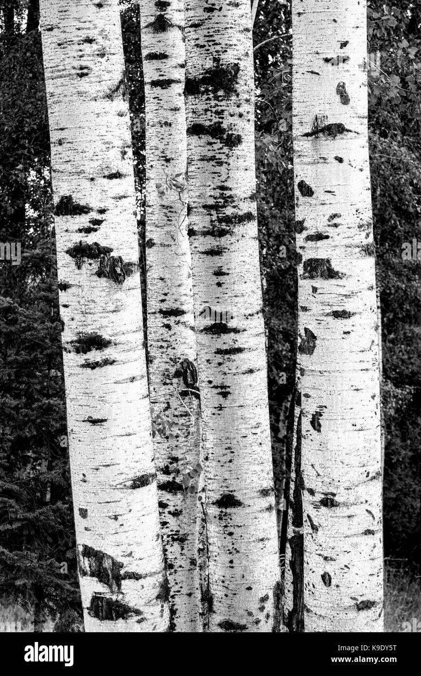 Une image en noir et blanc d'un petit groupe de bouleaux dans l'Idaho. Banque D'Images