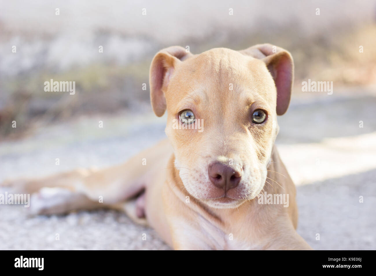 Pit-bull puppy outdoors Banque D'Images