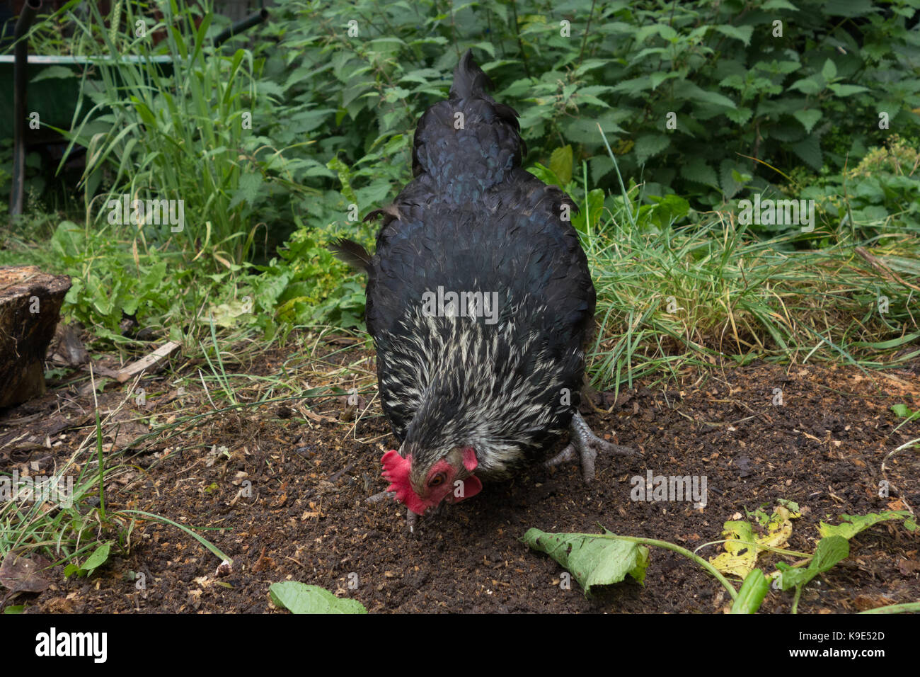 Speckledy Poulet hybride free range dans le jardin arrière. UK Banque D'Images