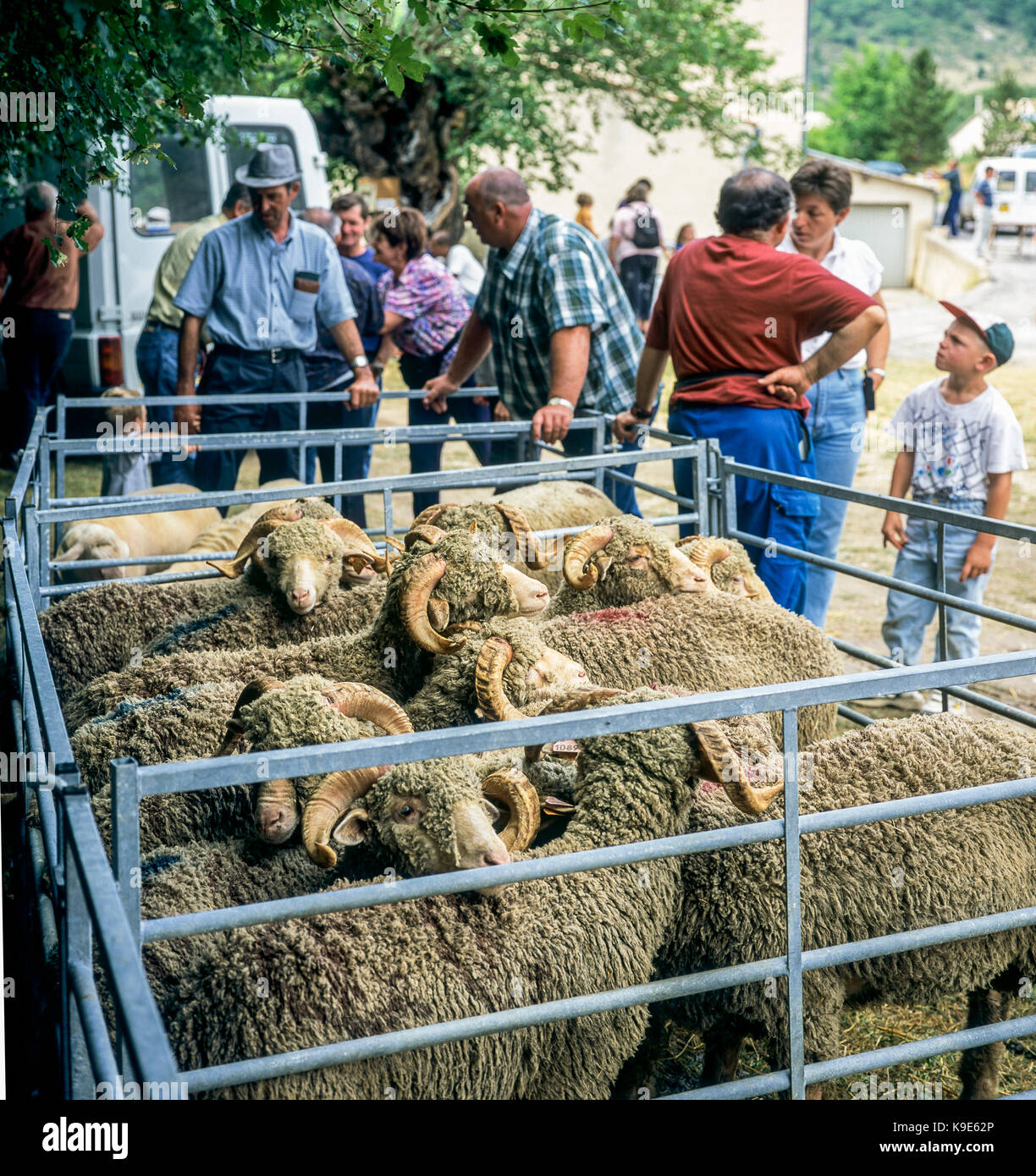 Brebis Mérinos d'Arles à la plume, les agriculteurs de l'élevage de bovins, de contrôle du marché annuel, Montfroc, Drôme, Provence, France Banque D'Images