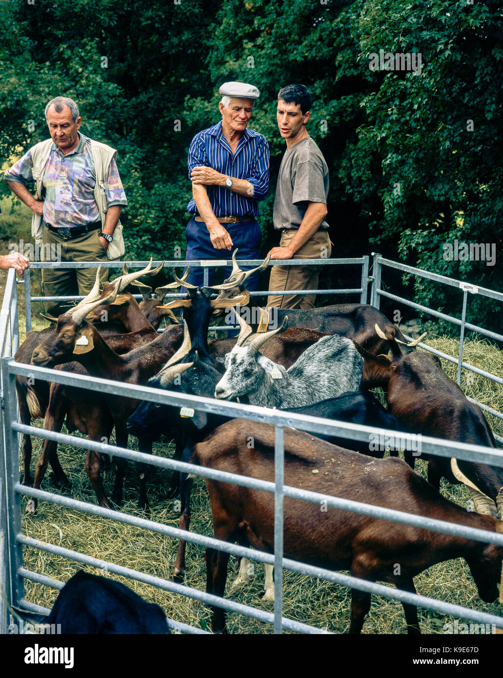 Chèvres Rove au stylo, les agriculteurs de l'élevage de bovins, de contrôle du marché annuel, Montfroc, Drôme, Provence, France Banque D'Images