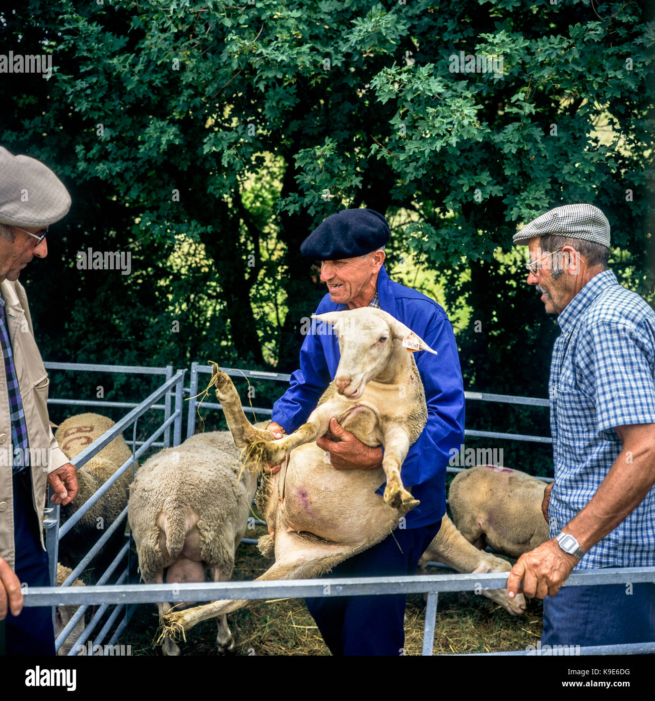 Agriculteur transportant un mouton, brebis, marché bestiaux Montfroc, Drôme, Provence, France Banque D'Images