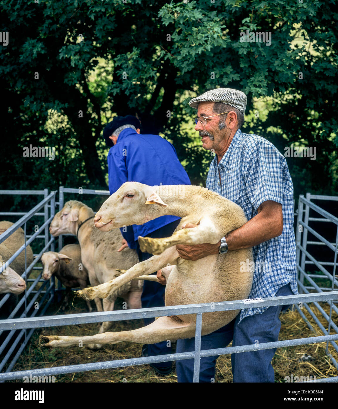 Agriculteur transportant un mouton, brebis, marché bestiaux Montfroc, Drôme, Provence, France Banque D'Images