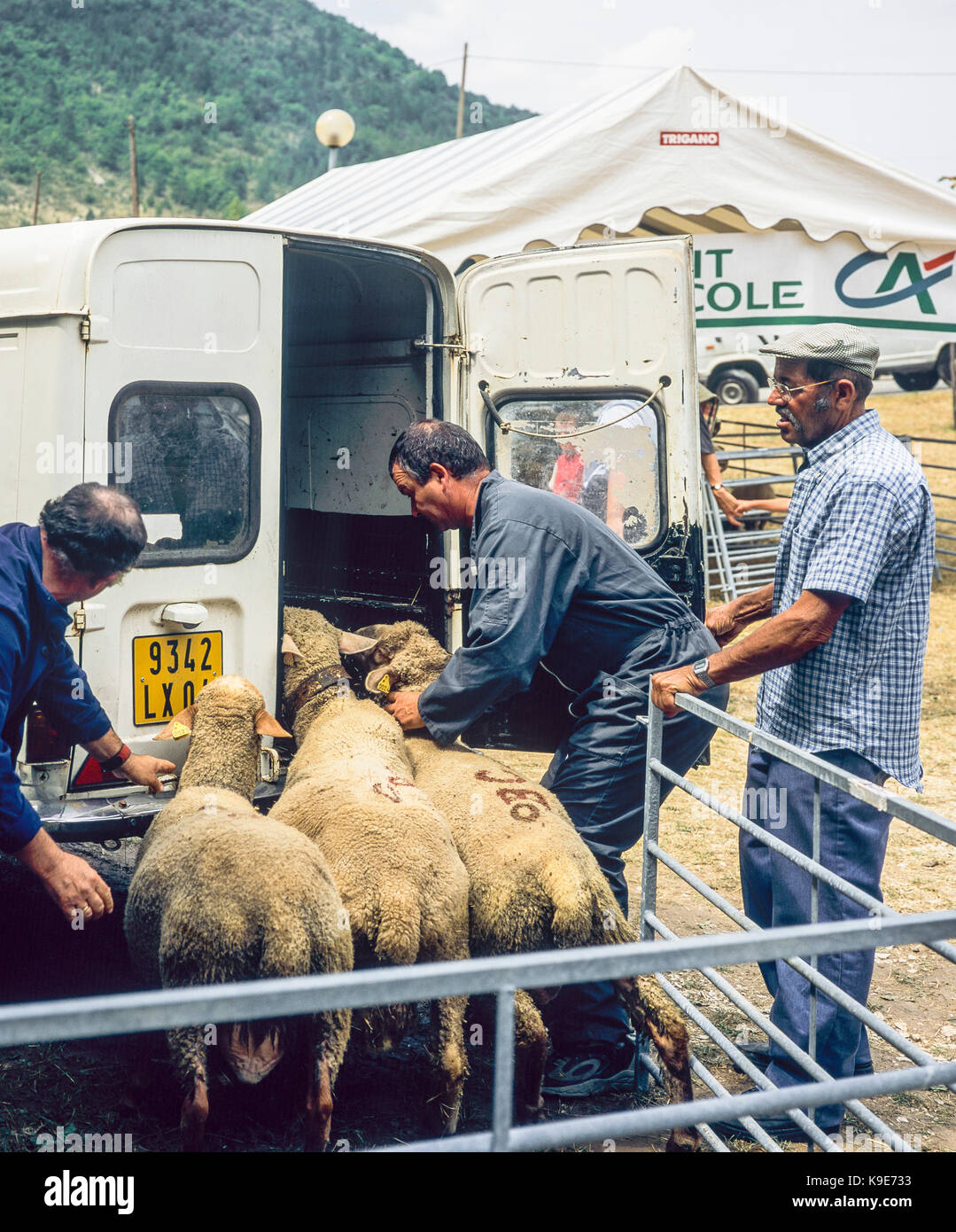 Les agriculteurs chargeant des moutons dans un camion, marché annuel du bétail, Montfroc, Drôme, Provence,France, Europe Banque D'Images