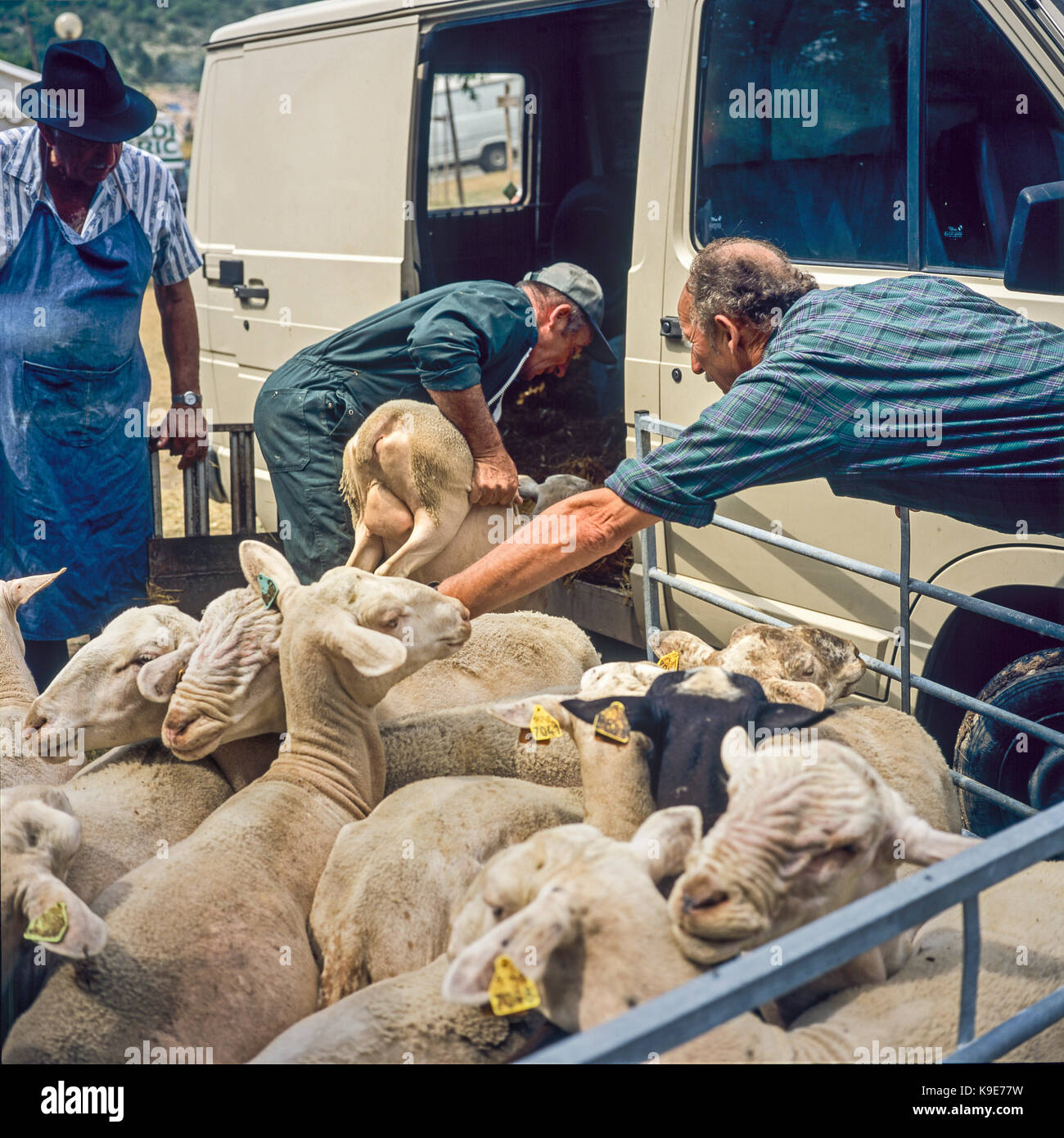 Les agriculteurs chargeant des moutons dans un camion, marché annuel du bétail, Montfroc, Drôme, Provence,France, Europe Banque D'Images