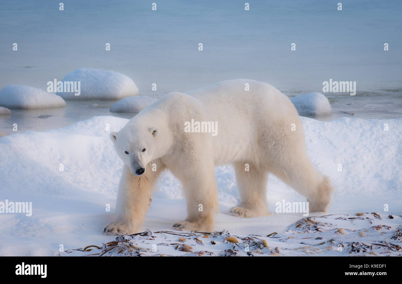 Une famille d'ours polaires marche dans la neige à côté de la Baie d'Hudson, dans le nord du Canada en attente de l'eau de geler. Banque D'Images