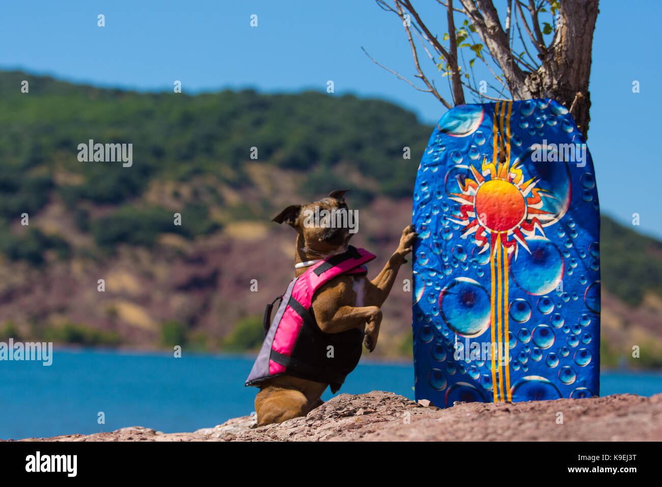 Staffordshire Bull Terrier water rescue Banque D'Images