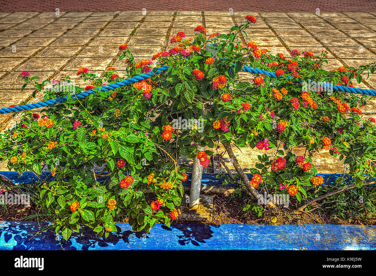 Lantana vignes avec des fleurs colorées sont interdites, une plante nuisible dans de nombreux endroits. Banque D'Images