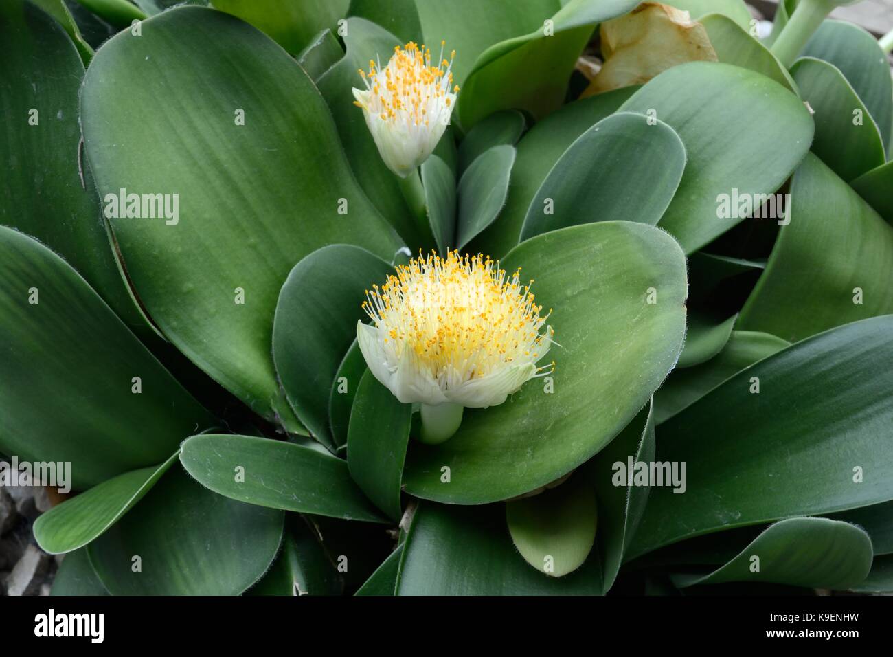 Haemanthus albiflos plante vivace bulbeuse pinceau evergreen Le Jardin Botanique National du Pays de Galles Pays de Galles Cymru UK GO Llanarthney Banque D'Images