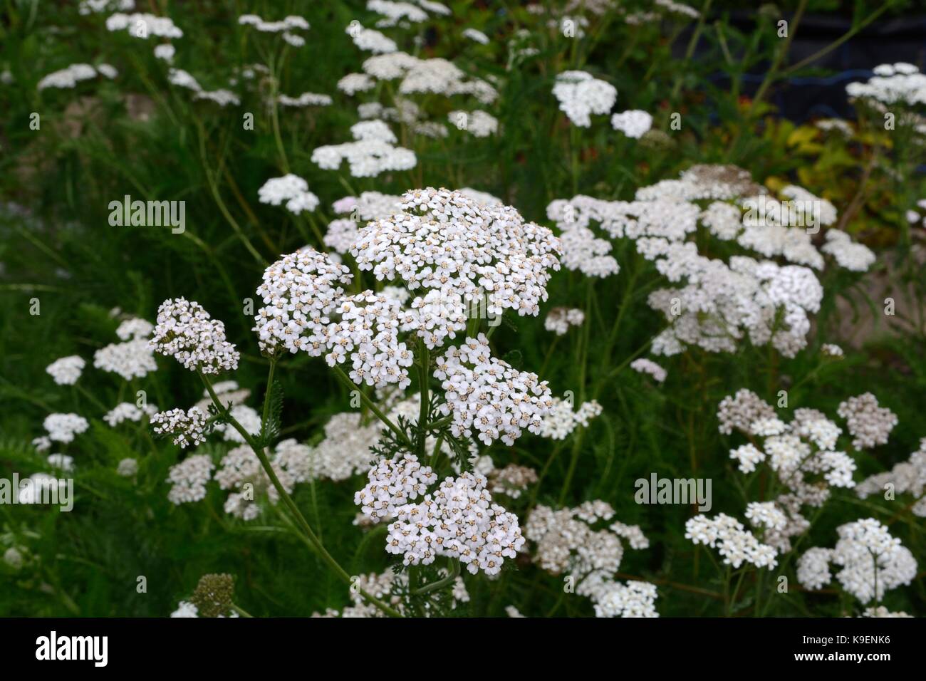 L'Achillea millefolium achillée millefeuille commune fleurs Banque D'Images