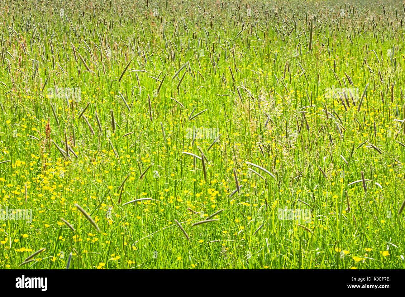 Prairie avec colorées renoncules dans le soleil du printemps. Herbes hautes en couleur sur une journée ensoleillée. Banque D'Images