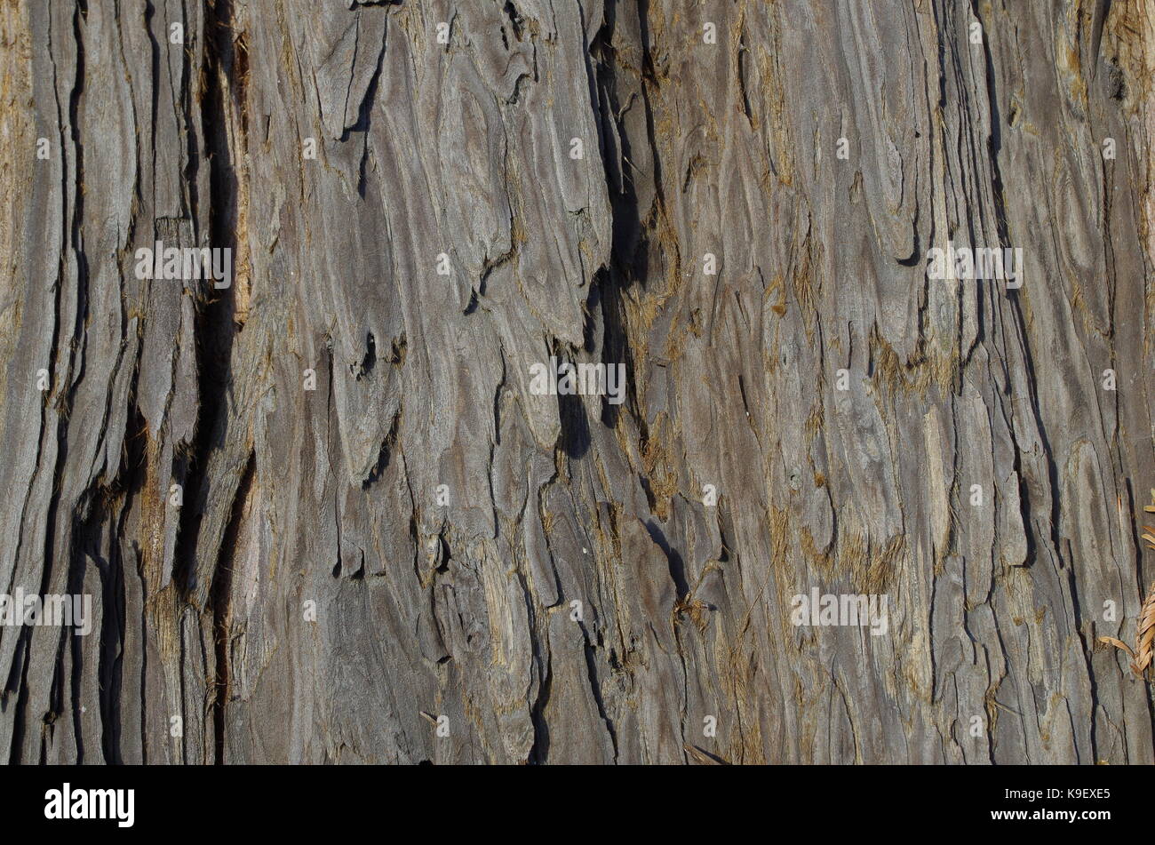 La texture du bois de pin d'espagnol. Abies pinsapo. Castelo de Vide, Portugal Banque D'Images