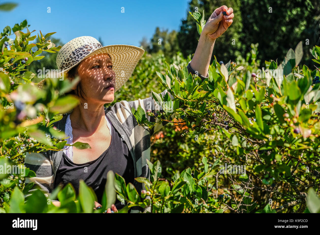 Une femme d'origine asiatique avec un chapeau de paille cueillait des baies bleu à un U CHOISISSEZ Blue berry farm dans l'été Banque D'Images