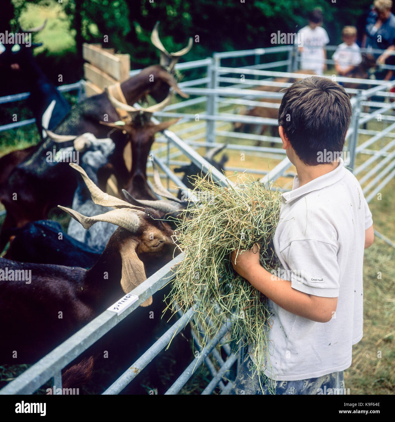 Jeune garçon se nourrir des chèvres Rove au stylo, marché bestiaux, Montfroc, Drôme, Provence, France Banque D'Images