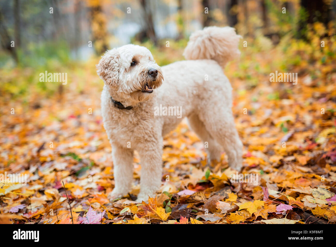 Un chien heureux goldendoodle hors saison en automne Banque D'Images