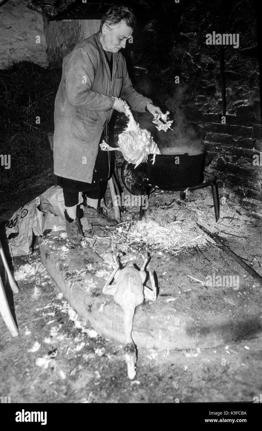 Italie marche valle dell'aso ancienne maison colonique - femme il poulet déplumé Banque D'Images