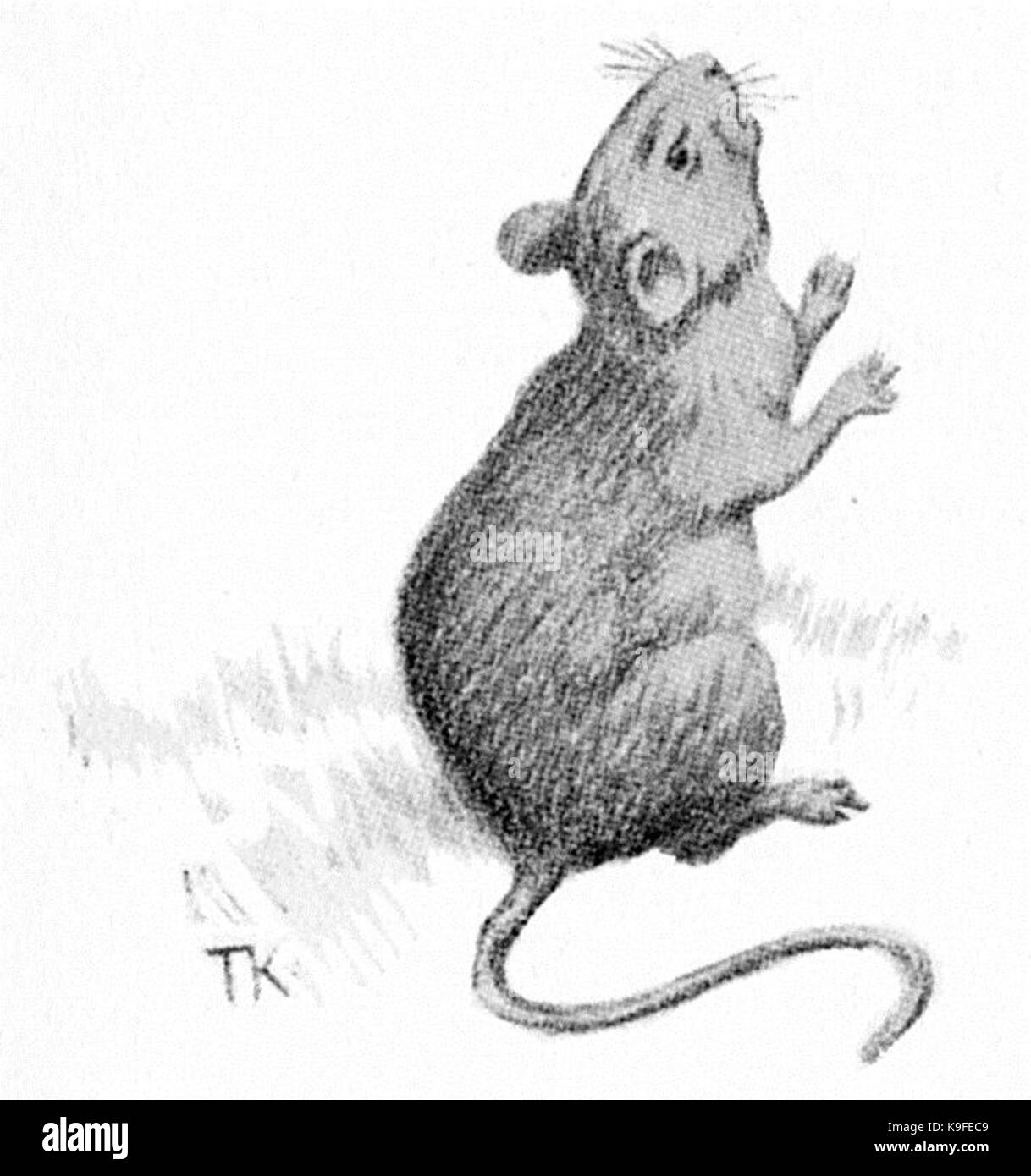 La souris Mus Banque D'Images