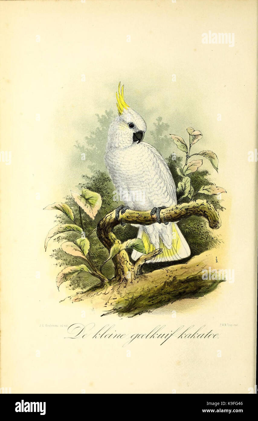 Onze vogels in huis en tuin (12238881935) Banque D'Images