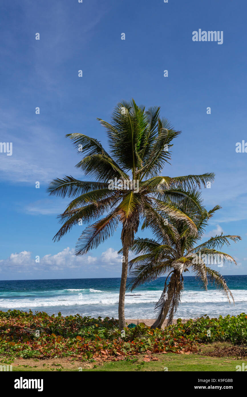 La Barbade. Barclay Park, côté océan Atlantique de l'île. Raisin de mer utilisée pour le contrôle de l'érosion de la plage. Banque D'Images