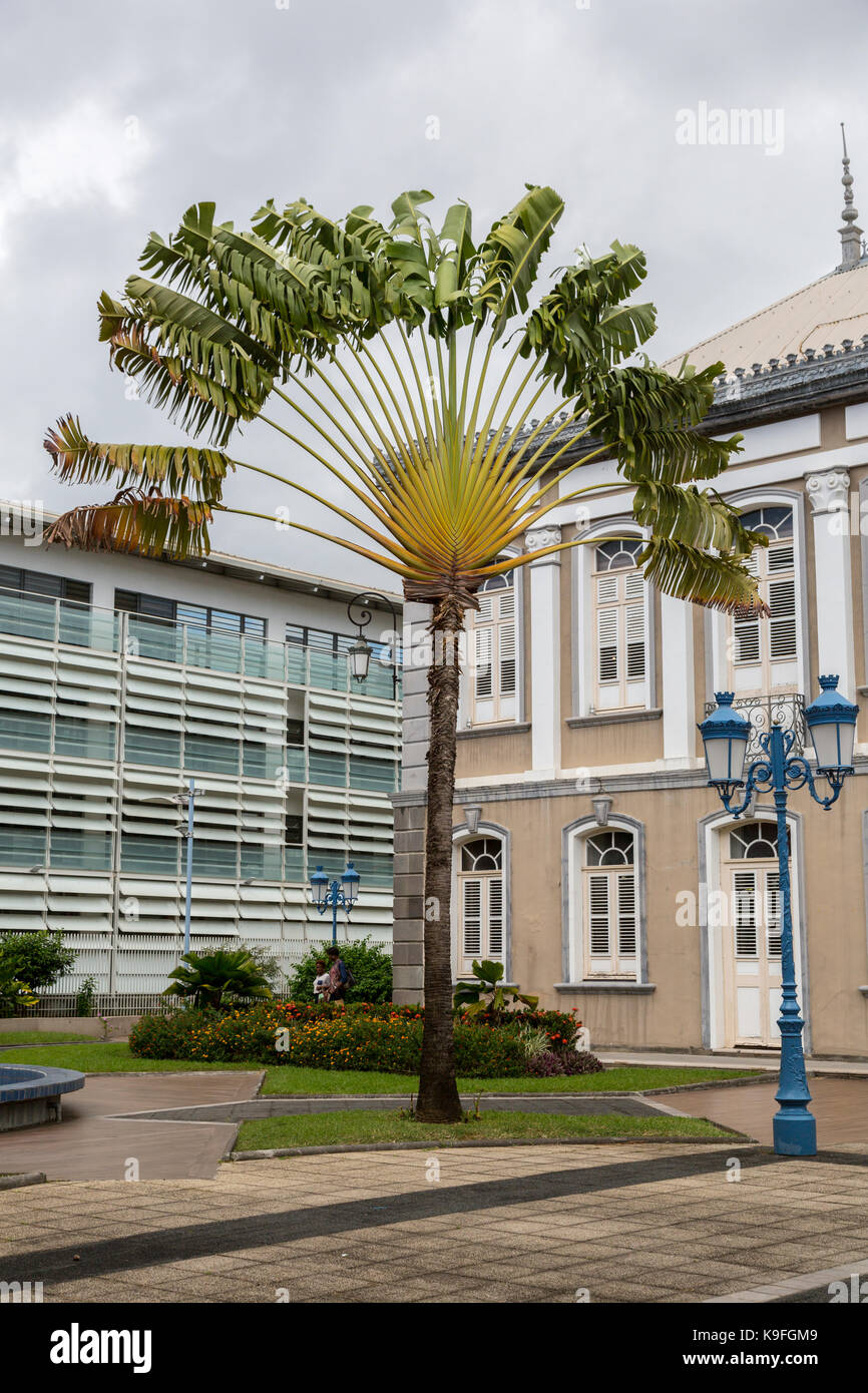 Fort-de-France, Martinique. Palmier des voyageurs sur la base de l'ancien Hôtel de Ville, hôtel de ville. Banque D'Images