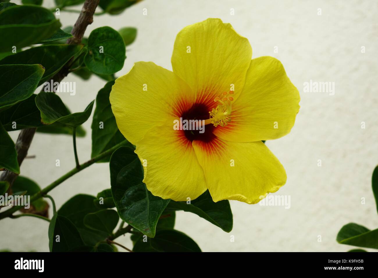 L'état d'Hawaï, l'hibiscus jaune fleur, pua aloalo, ma'o hau hele Banque D'Images