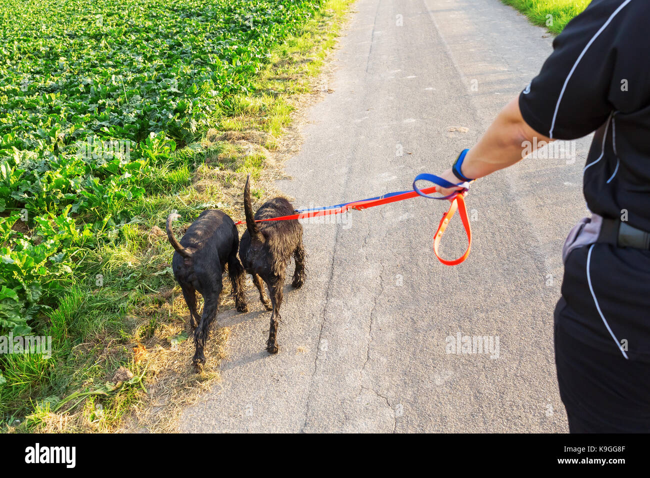 Personne marche avec deux chiens schnauzer sur leur laisse sur une route de campagne Banque D'Images