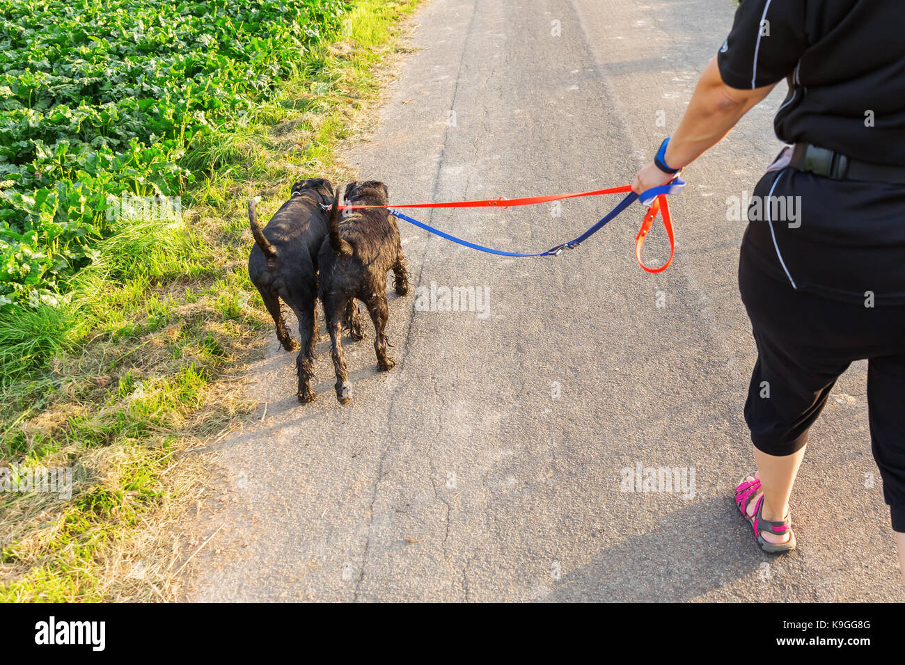Personne marche avec deux chiens schnauzer sur leur laisse sur une route de campagne Banque D'Images