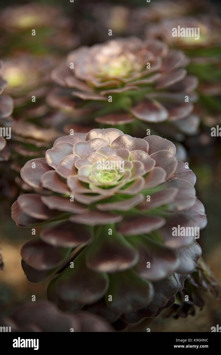 Gros plan succulentes Banque D'Images