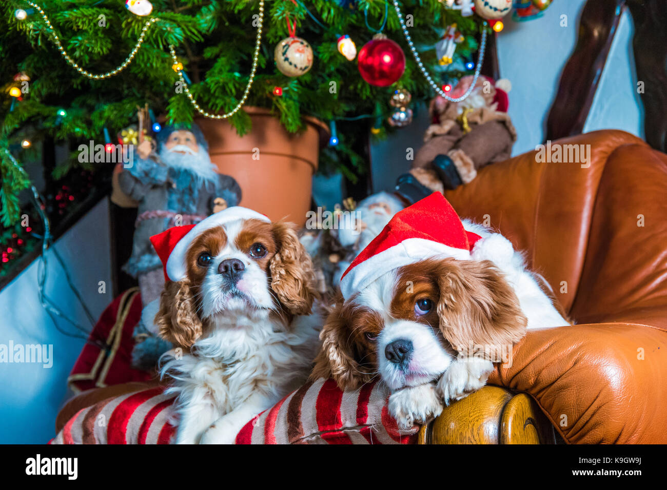Cavalier charles à Noël Photo Stock - Alamy
