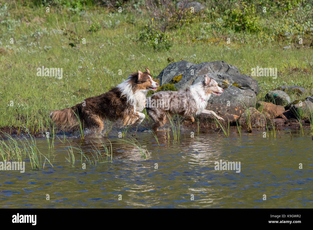 Deux chiens de berger australien s'exécutant dans l'eau d'un lac Banque D'Images