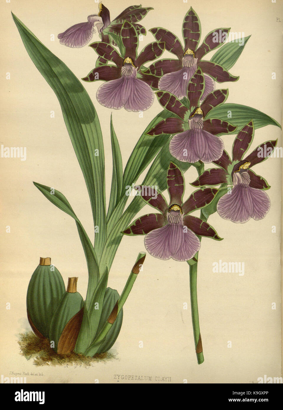 Cette illustration de 1883 tirée de *The Orchid album* par R. Warner et B.S. Williams représente une plaque détaillée d'une espèce d'orchidée, mettant en valeur la beauté botanique et la diversité des orchidées. Banque D'Images
