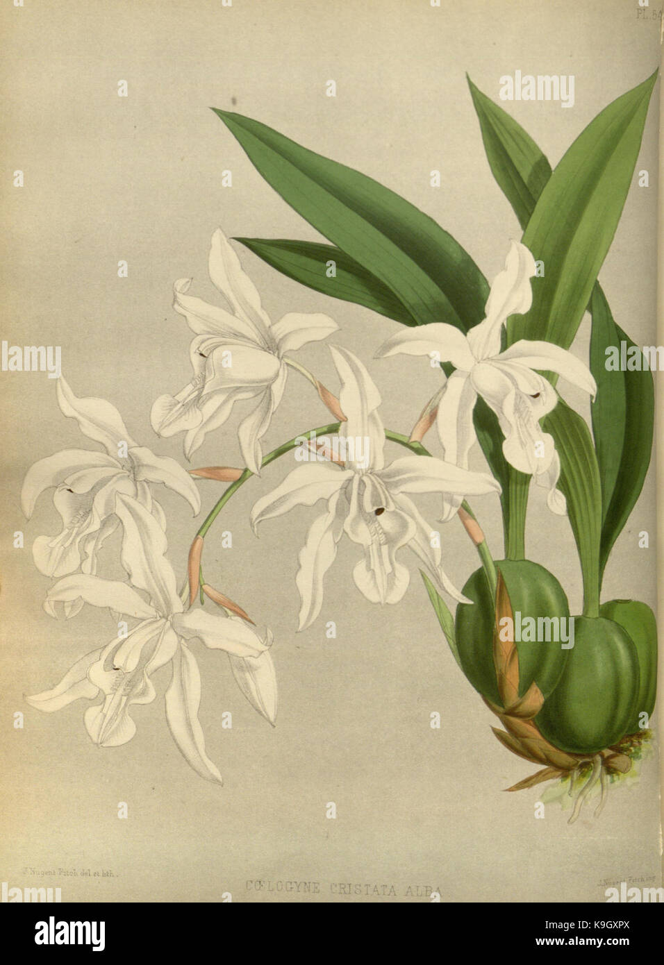 R. Warner & B. SC. Williams l'Orchid Album volume 02 (1883) 054 plaque Banque D'Images