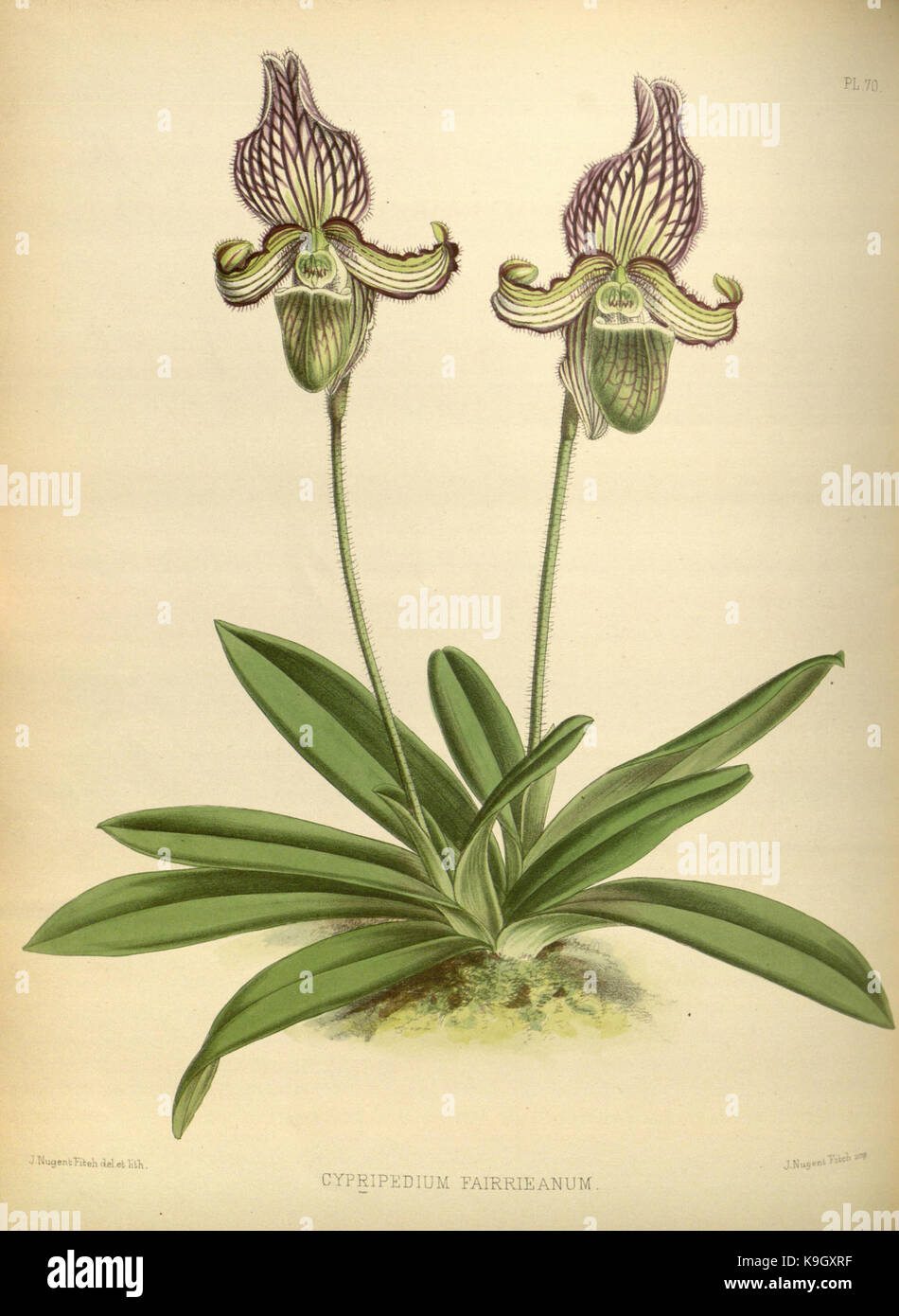 R. Warner & B. SC. Williams l'Orchid Album volume 02 (1883) 070 plaque Banque D'Images