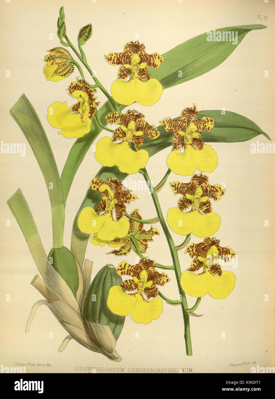 R. Warner & B. SC. Williams l'Orchid Album volume 02 (1883) 082 plaque Banque D'Images