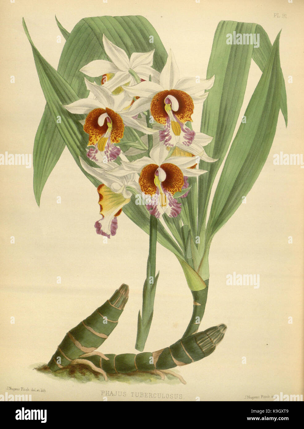 R. Warner & B. SC. Williams l'Orchid Album volume 02 (1883) 091 plaque Banque D'Images