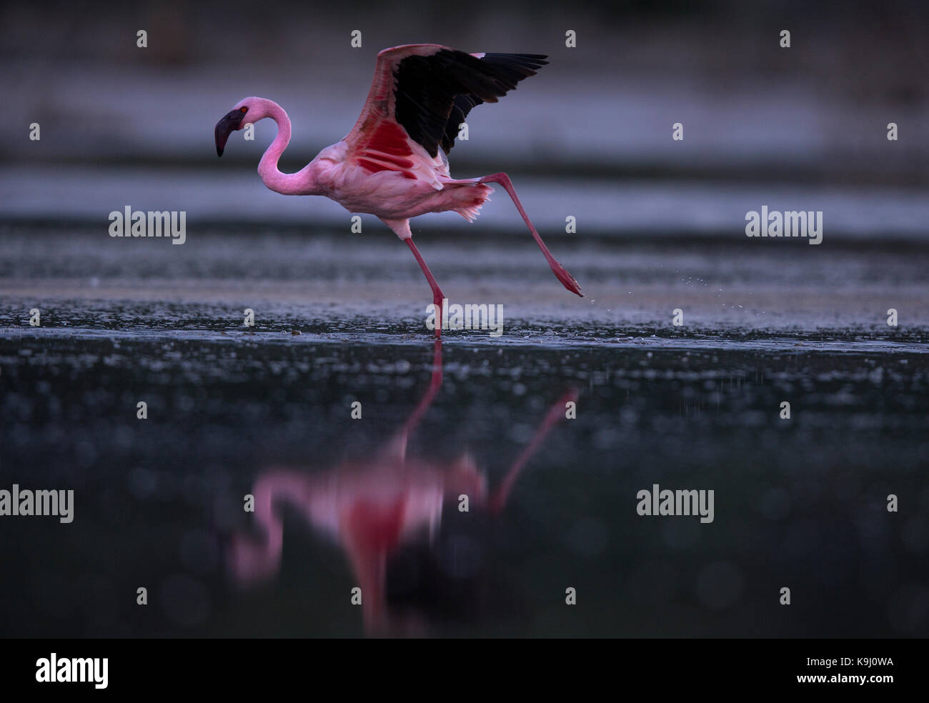 Moindres flamants rose au lac Bogoria au Kenya Banque D'Images