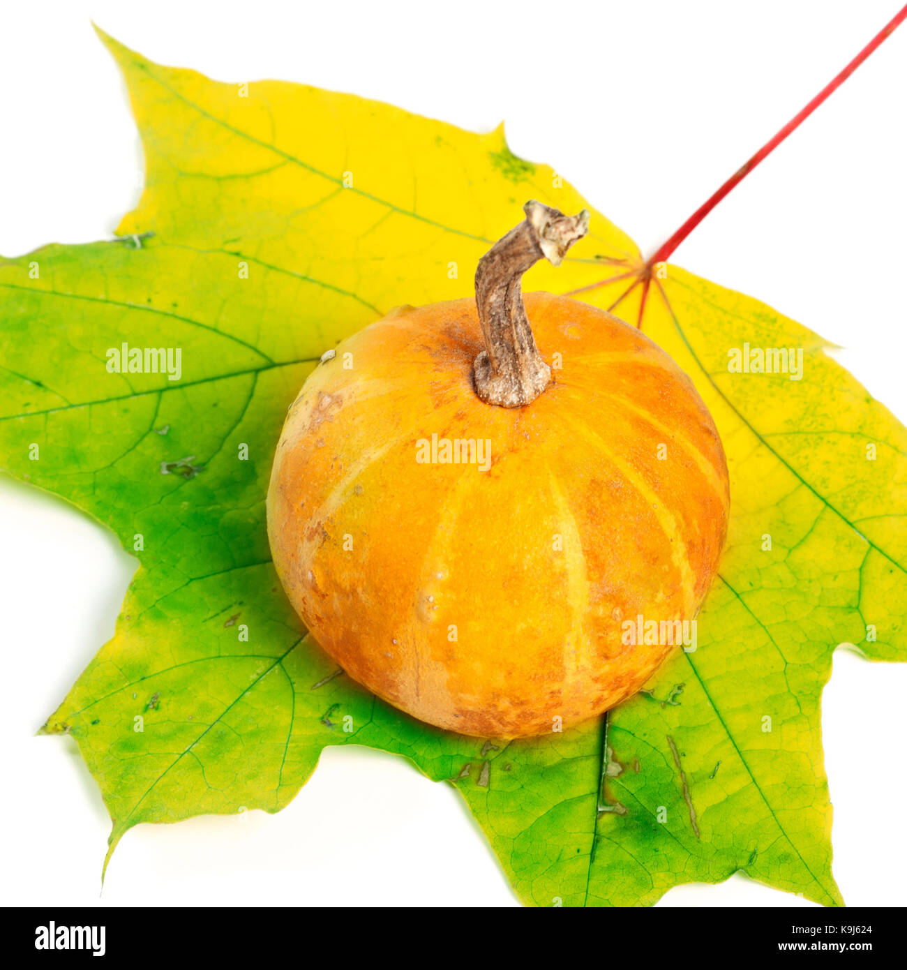 Citrouille décorative multicolore sur la feuille d'érable isolé sur fond blanc Banque D'Images