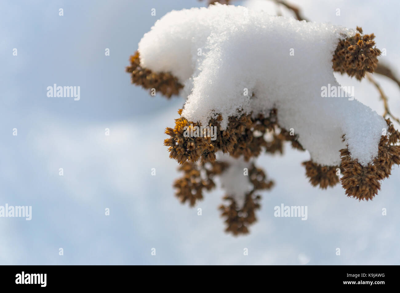 Plante flétrie dans la neige Banque D'Images