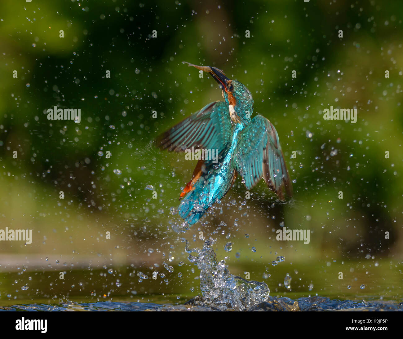 Action de plongée ringford kingfisher/Galloway Forest Park/ouest de l'écosse/ Royaume-Uni/ British Isles Banque D'Images